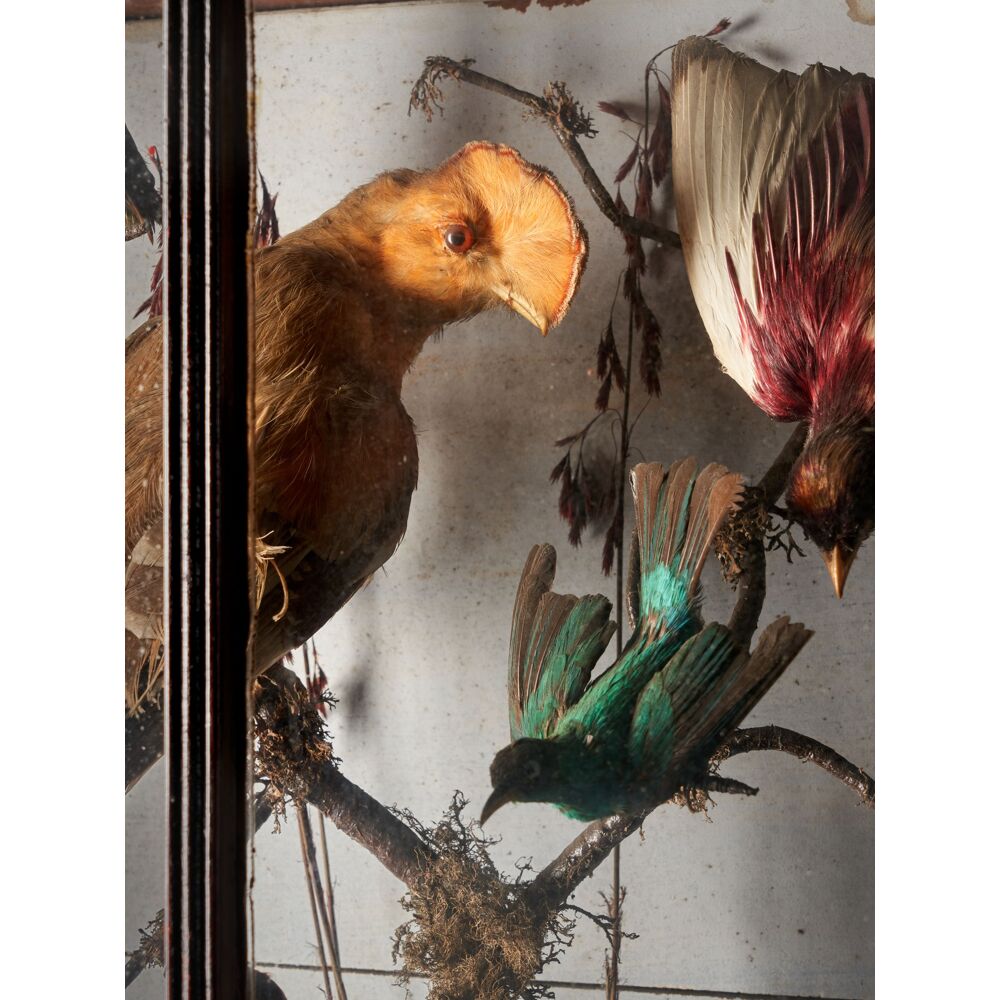 Antique 19th C Victorian Diorama of 40 taxidermy tropical birds - Effetto