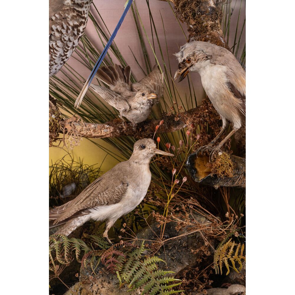 Antique 19th C Victorian Diorama of 40 taxidermy tropical birds - Effetto